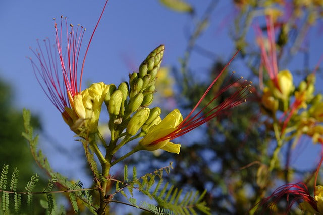 Desert Bird of Paradise (Caesalpinia gilliesii) Seeds
