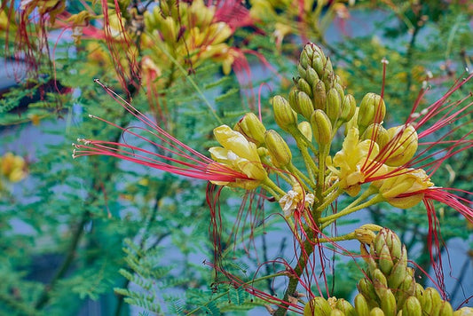 Desert Bird of Paradise (Caesalpinia gilliesii) Seeds