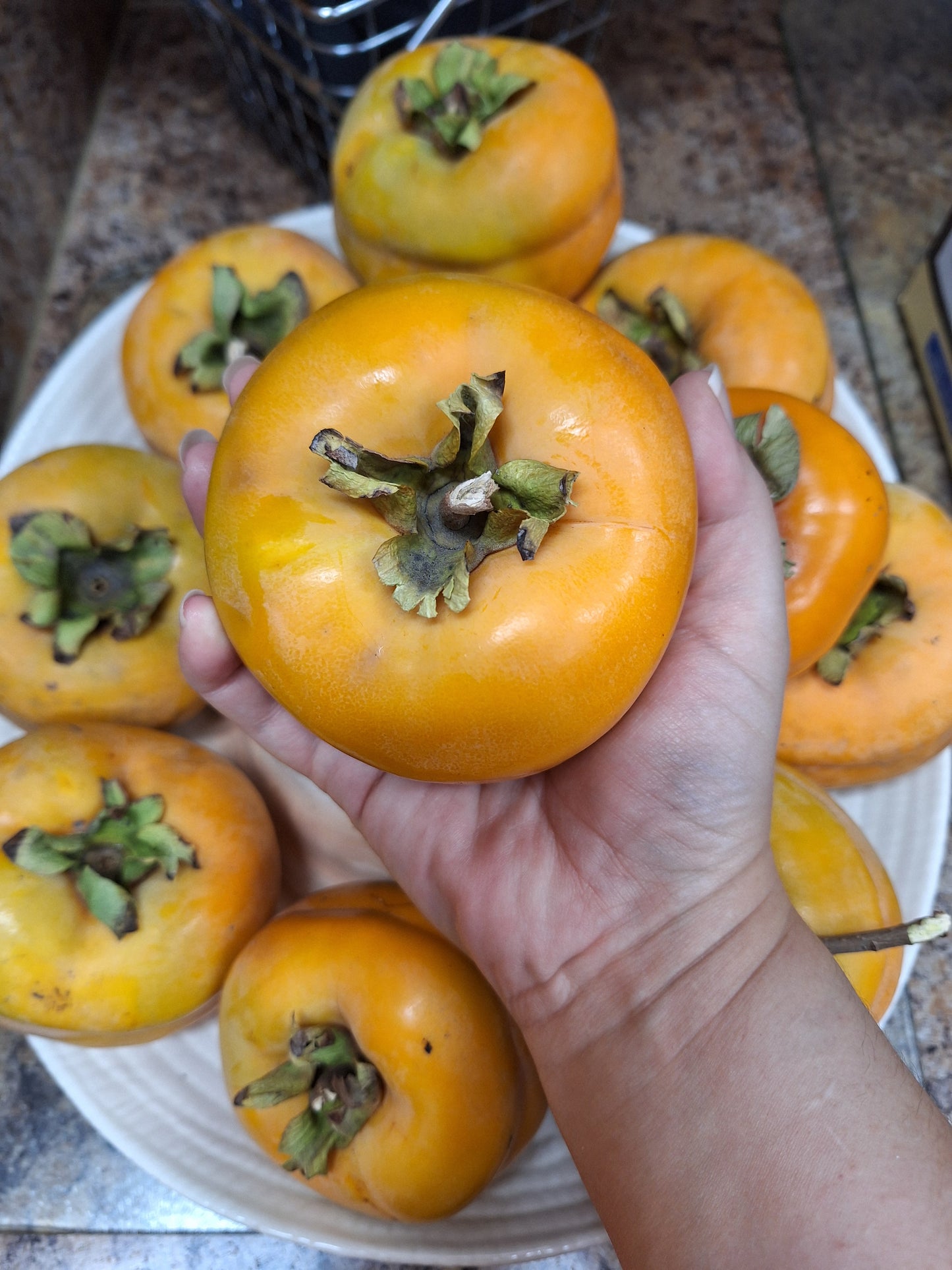 Persimmon Shrubs