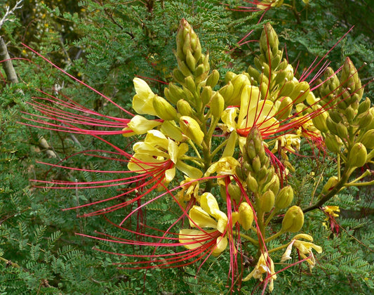 Desert Bird of Paradise (Caesalpinia gilliesii) Seeds